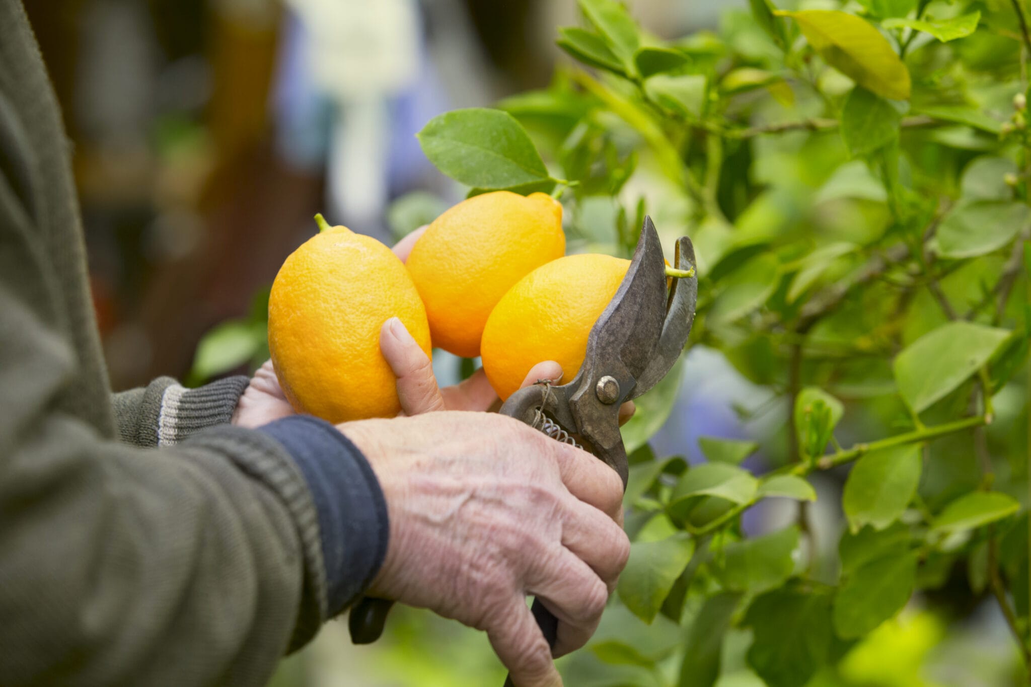 cutting of yellow lemons.